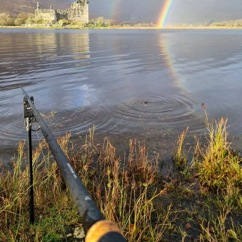 Daiwa Black Widow Deadbait Rods 5 Daiwa Black Widow Deadbait Rods - Image 5