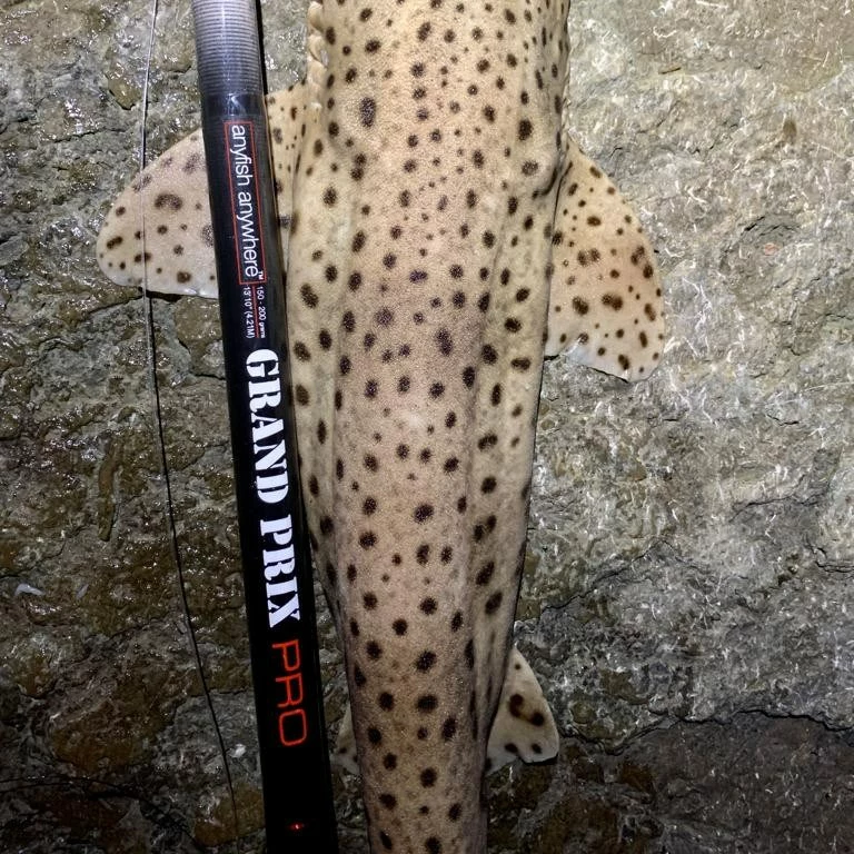 AnyFish Anywhere Grand Prix Pro Rod 1 AnyFish Anywhere Grand Prix Pro Rod